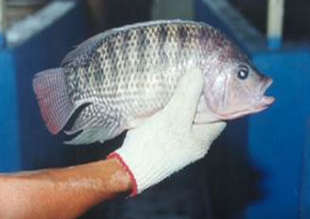 Tilapia fresca