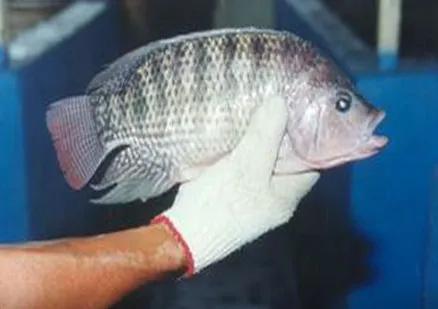 Tilapia fresca